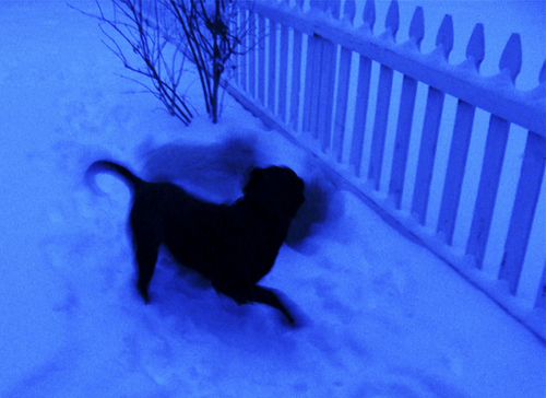 Dogs at Play