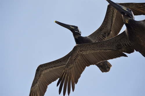 Pelicans (1)