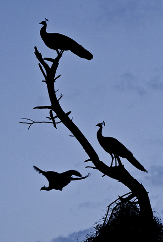 Peacocks