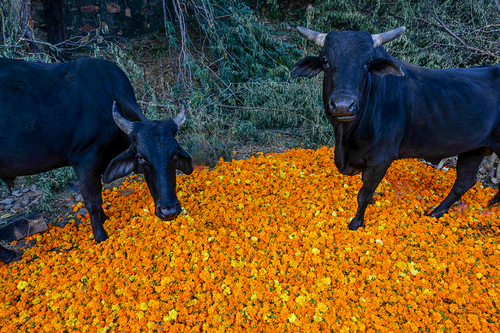 Stray Bulls