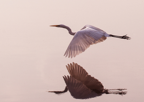Flight