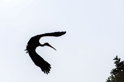 The Landing