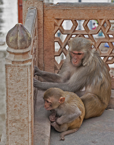 Front Row: Watching the Humans Dance