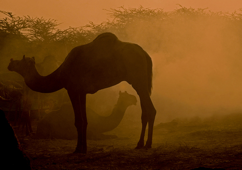 Camels at Dusk