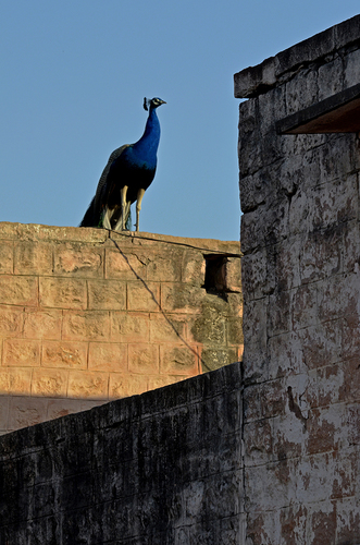 Peacock