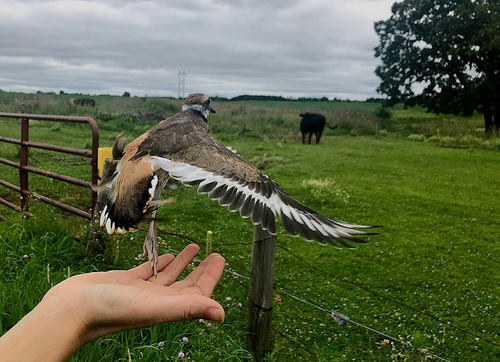 First flight