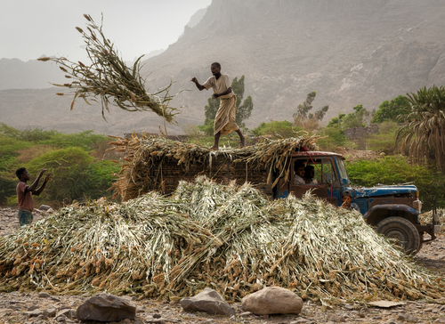Khamis Beni Sa'ad Farm Workers