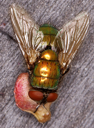 Fly