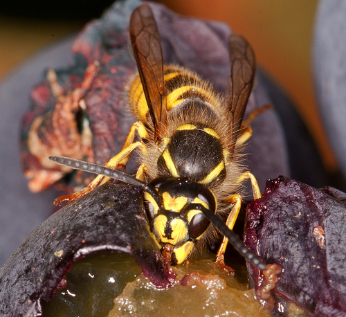 Yellow Jacket
