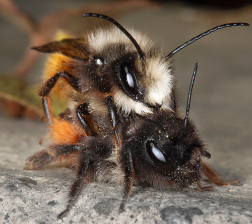Wild Bees
