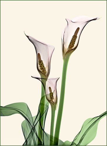 Calla Lillies (1)