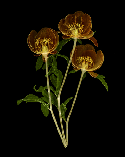 Peony Trio 