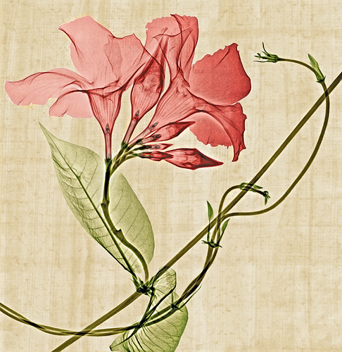 Mandevilla Vine Xray
