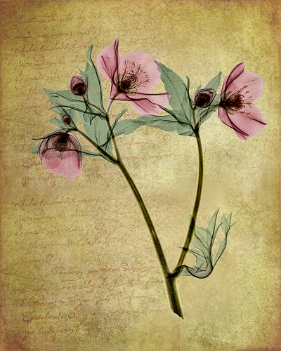 Lenten Rose Xray
