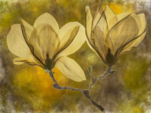 Magnolia Xray