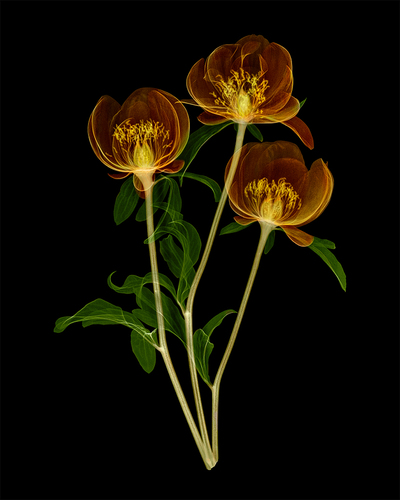 Peony Trio Xray