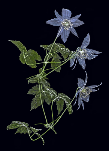 Blue Boy Clematis Xray