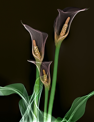 Calla Lilies Floral Xray