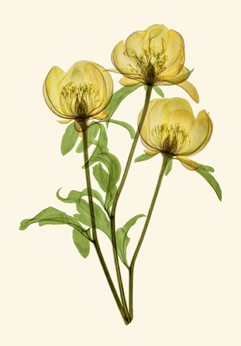 Peony Floral Xray