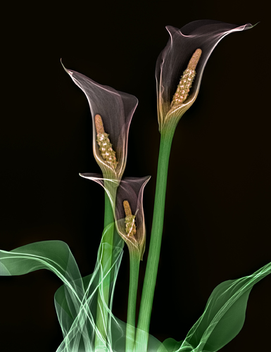 Calla Lillies Floral Xray Lab