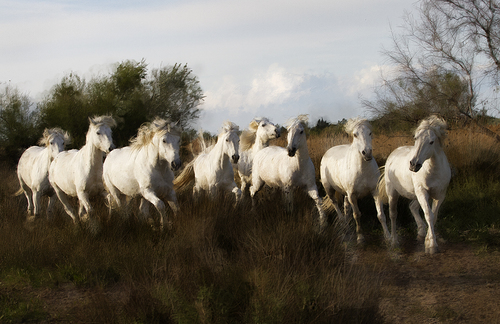 Camargue Beauty