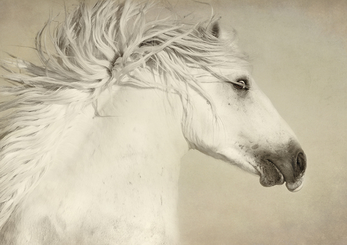 Unbridled