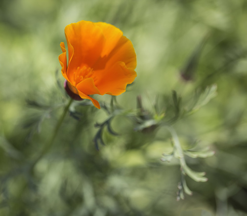 Poppy