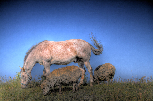 Grazing