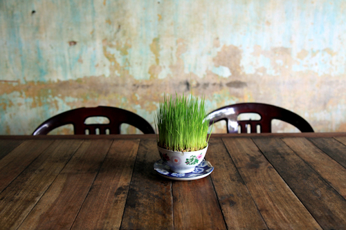 Grass Cup