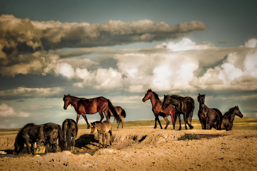 Story at the Waterhole