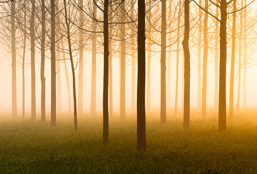 Trees in Fog