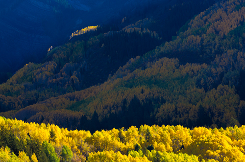 Fall Color