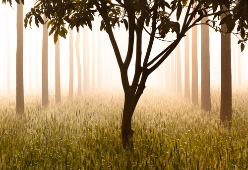 Morning light