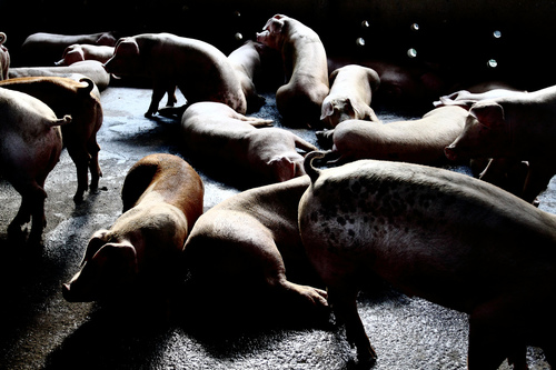 Pig House