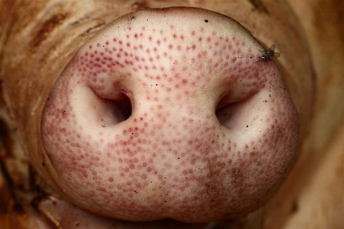 Pig's nose