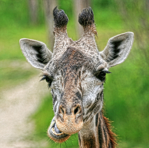 Funny Face