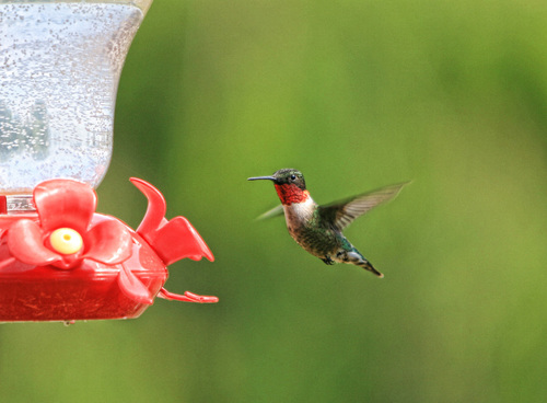 Pretty Bird
