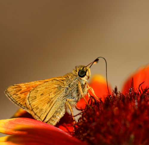 The Little Skipper 2