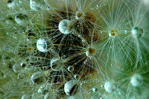 Dandelion and Dew Drops