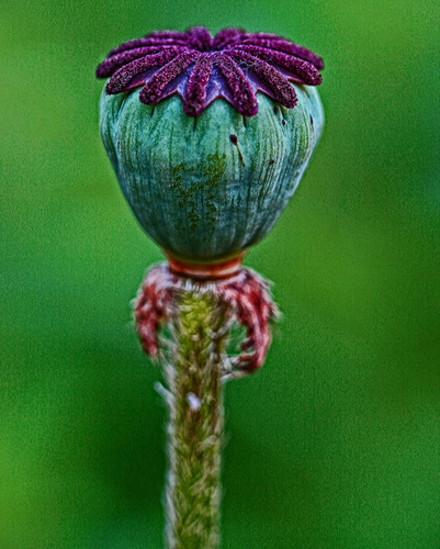 Nature in Abstract