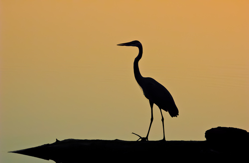 Heron Silhouette