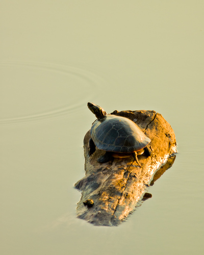 Shell Game
