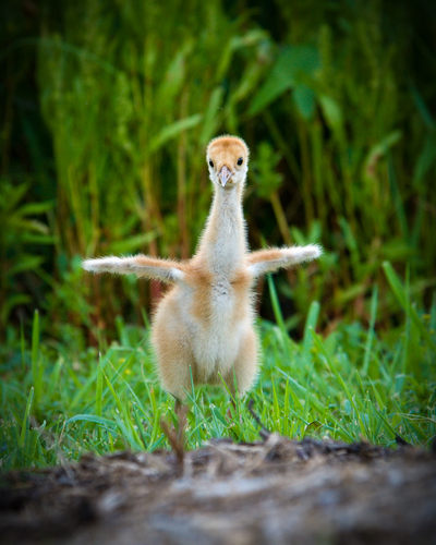 Someday I'll Fly!
