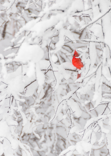 Snow Cardinal