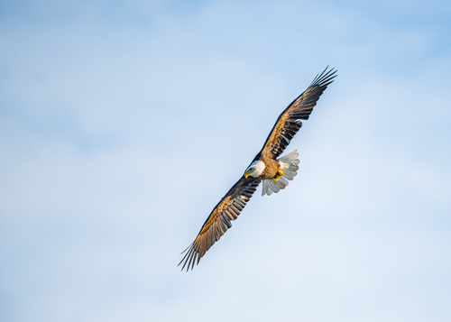 Soar