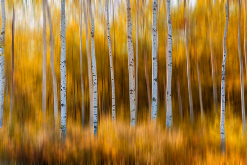 Autumn Impression