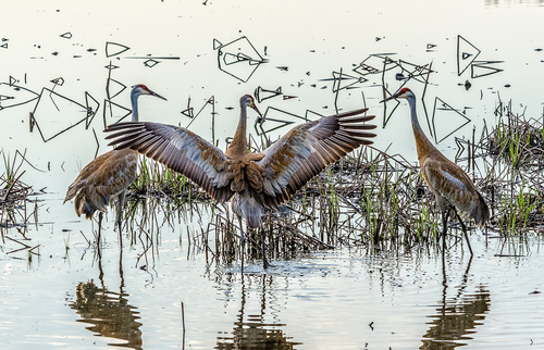 Sandhill Crane Dance