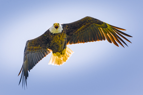 Angry Eagle