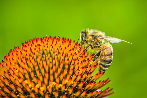 Busy Bee