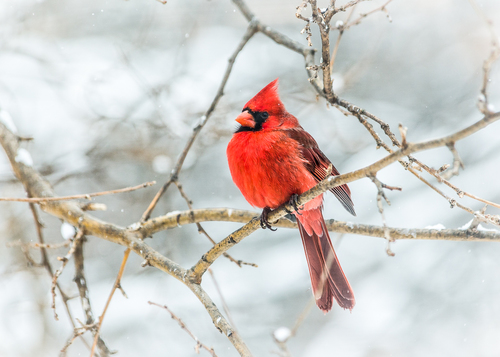 Spring Snow